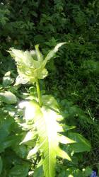 IMG_20260630_081916.jpg