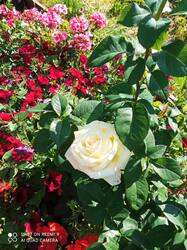 IMG_20260702_084334.jpg