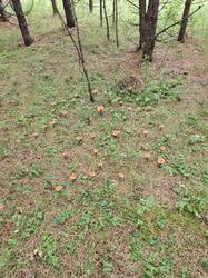 IMG_20260702_093402.jpg