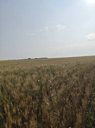 IMG_20260703_074140.jpg