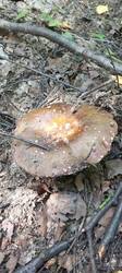 IMG_20260703_144956_547.thumb.jpg.a8bb3b87a409adeae06c0a78c3954982.jpg