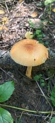 IMG_20260703_145240_653.thumb.jpg.7cc5a6daeca90205b189bf0af83fc992.jpg