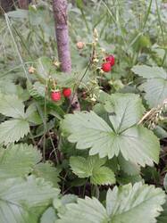 IMG_20260703_175318_199.jpg