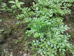 IMG_20260704_181833.jpg