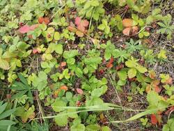 IMG_20260704_181840.jpg