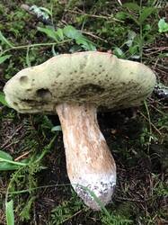 IMG_20260704_212244.thumb.jpg.8c66ebece8fd8c3cf506844bc61b9833.jpg