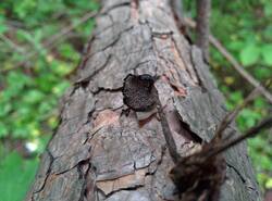 IMG_20260705_101051_gcam_3.2.thumb.jpg.7f88d986bb8c46391988f88b2be4d096.jpg