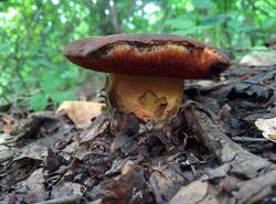 IMG_20260705_101836_gcam_3.2.thumb.jpg.b28a6f9a33649b51b9d1747ccb8e4248.jpg
