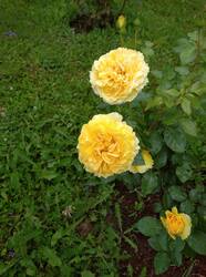 IMG_20260705_181250.jpg