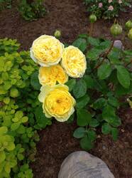 IMG_20260705_181314_1.jpg