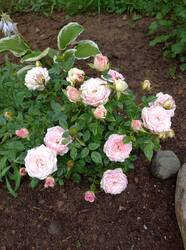 IMG_20260705_181323.jpg