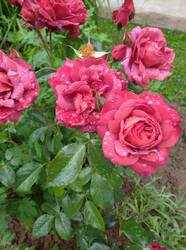 IMG_20260705_181351.jpg