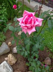 IMG_20260705_181358.jpg