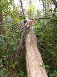 IMG_20260706_193522.thumb.jpg.f64cd903f52d9fd4102eb6df2ad0b6b9.jpg