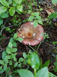 IMG_20260708_094159_335.jpg