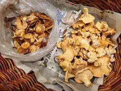 IMG_20260708_105000.thumb.jpg.023508cb1a1bd12fda39e84e0bc6c519.jpg