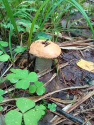 IMG_20260708_135857.thumb.jpg.32b907c899318e68960753e2ce058fdd.jpg