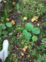 IMG_20260708_141432.thumb.jpg.2698f4b866bf2fa943cbde78d4291801.jpg