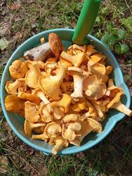IMG_20260708_150230.thumb.jpg.499b2b3a4437028c3470b479472aae4f.jpg