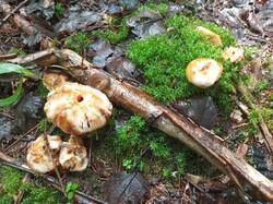 IMG_20260709_142552_775.thumb.jpg.870fbc5b6ee10da11f05235046dfa2fa.jpg