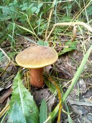 IMG_20260710_131828.thumb.jpg.8d26f8ca548ff358ca93492c384d9bb1.jpg