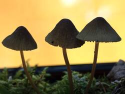 IMG_20260711_052010.jpg