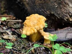 IMG_20260711_053247.jpg