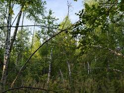 IMG_20260711_055353.jpg