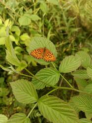 IMG_20260711_082209_662.jpg