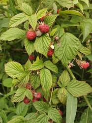 IMG_20260711_090936_611.jpg