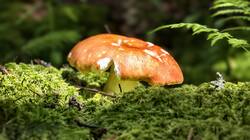 IMG_20260711_131210.jpg