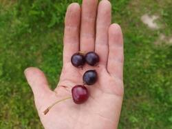 IMG_20260711_173422.thumb.jpg.d3dc3615a01ac517f56b82487fce5206.jpg