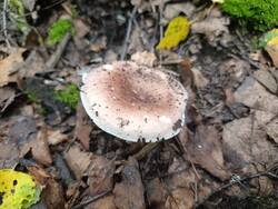 IMG_20260712_071122.thumb.jpg.f9f3e92fcc2c75dbf774102800bf37bb.jpg
