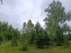 IMG_20260712_085837.thumb.jpg.4998f19ac0e79c0d288cdc90f6e4e46e.jpg