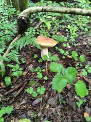 IMG_20260712_095228_907.thumb.jpg.b04c6c4c50aedededbefc8e6280abc90.jpg