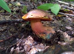 IMG_20260712_112424_gcam_3.2.thumb.jpg.68c602187fd3acaf9009ce42901533b8.jpg