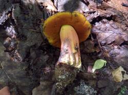 IMG_20260712_112440_gcam_3.2.thumb.jpg.80ae6c113e858b19eb1e90568f35e97d.jpg