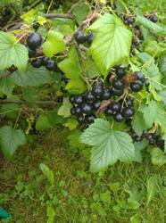 IMG_20260712_113250.jpg