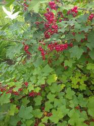 IMG_20260712_113300_1.jpg