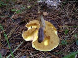 IMG_20260712_130711_gcam_3.2.thumb.jpg.972041439e20a98af5d1146a39bcc732.jpg