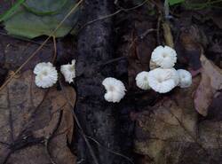 IMG_20260712_133117_gcam_3.2.thumb.jpg.8f4bfd66f4d4b229688adc9d18db65d4.jpg