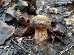 IMG_20260712_133645_gcam_3.2.thumb.jpg.dff4b6ea744a1c436b1c726334e9e95e.jpg