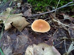 IMG_20260712_135416_gcam_3.2.thumb.jpg.b250fc82b92f37357469d36e95005405.jpg