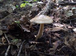 IMG_20260712_171714_gcam_3.2.thumb.jpg.bdc6036d57f5d49b18d1f5f2e47140b5.jpg