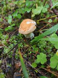 IMG_20260713_111558_094.jpg