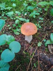 IMG_20260713_142204.thumb.jpg.6c96aa2da4d3e6b90e5e904abb44b1d4.jpg
