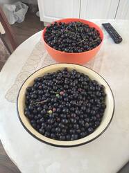 IMG_20260713_184133.jpg