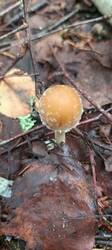 IMG_20260714_080013_836.thumb.jpg.9c3d0289fa9f4af8efc60463aa662c97.jpg