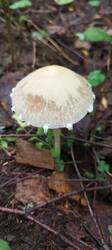 IMG_20260714_080427_916.thumb.jpg.74f464a97802adad2badeccf9dce446a.jpg