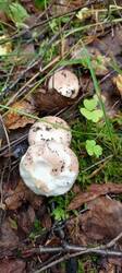 IMG_20260714_082809_798.thumb.jpg.8d059a99c03c5be3854d051ce73aa1a4.jpg